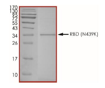 The purity of 2019-nCoV Spike protein S1 subunit, RBD (N439K) was determined to be >85% by densitometry